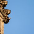 Tichodrome échelette sur la cathédrale de Nantes